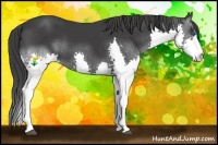 Horse Color:Black Splash