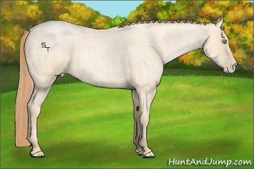 Horse Color:Buckskin Roan Pearl  and Buckskin Roan Pearl 