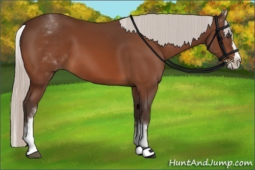 Horse Color:White Spotted Silver Bay Splash