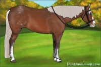 Horse Color:White Spotted Silver Bay Splash 