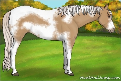 Horse Color:Silver Bay Dun Sabino Tobiano Frame Rabicano 
