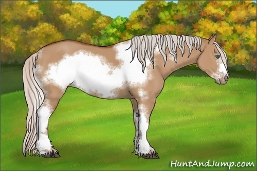 Horse Color:Silver Bay Dun Sabino Tobiano Frame Rabicano 