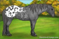 Horse Color:Blue Roan Appaloosa 