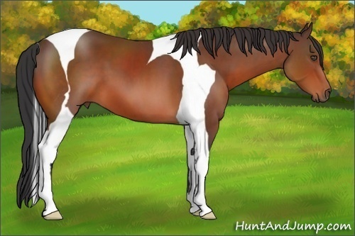 Horse Color:Bay Tobiano