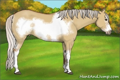 Horse Color:Silver Bay Dun Sabino Tobiano Frame Rabicano