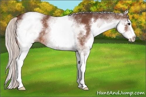Horse Color:White Spotted Silver Bay 