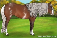 Horse Color:White Spotted Silver Bay Splash