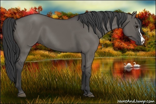 Horse Color:Grullo
