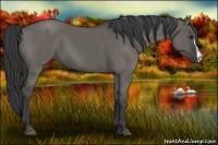 Horse Color:Grullo 