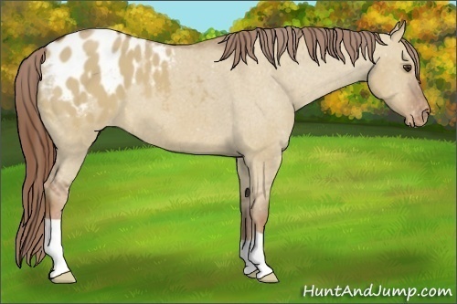 Horse Color:Red Dun Blanket 
