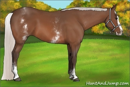 Horse Color:White Spotted Silver Bay Splash 