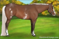 Horse Color:White Spotted Silver Bay Splash