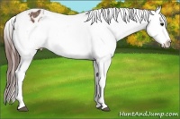 Horse Color:White Spotted Bay Tobiano Appaloosa