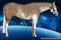Horse Color:Liver Red Dun Sabino Splash
