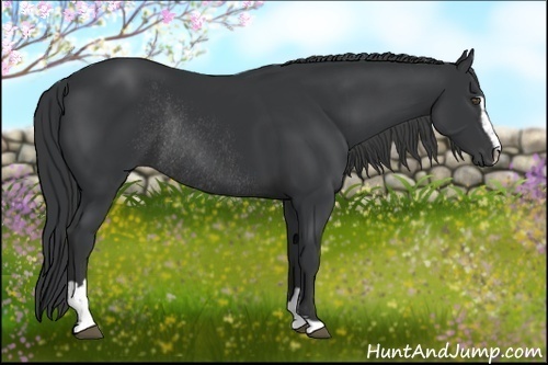 Horse Color:Black Sabino Rabicano 