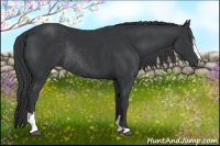 Horse Color:Black Sabino Rabicano