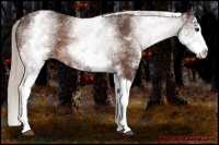 Horse Color:White Spotted Silver Bay Splash 