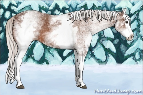 Horse Color:White Spotted Silver Bay Splash