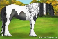 Horse Color:Black Tobiano
