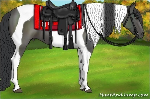 Horse Color:Black Tobiano 