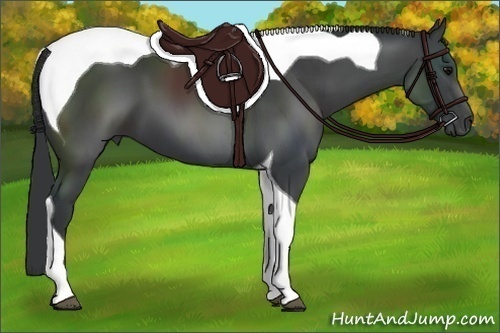 Horse Color:Black Tobiano 