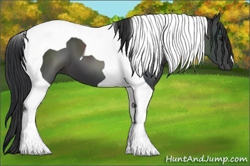 Horse Color:Black Tobiano