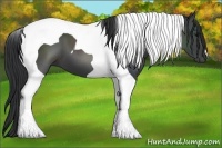 Horse Color:Black Tobiano 