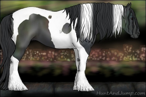 Horse Color:Black Tobiano 