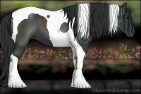 Horse Color:Black Tobiano 