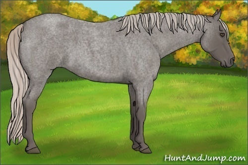 Horse Color:Silver Blue Roan Rabicano 