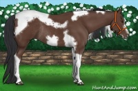 Horse Color:Bay Tobiano Frame Rabicano 
