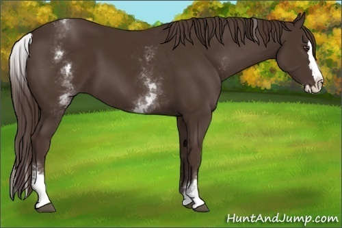 Horse Color:White Spotted Liver Chestnut Splash