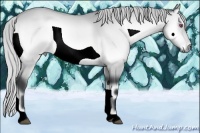 Horse Color:Silver Buckskin Chinchilla Onyx