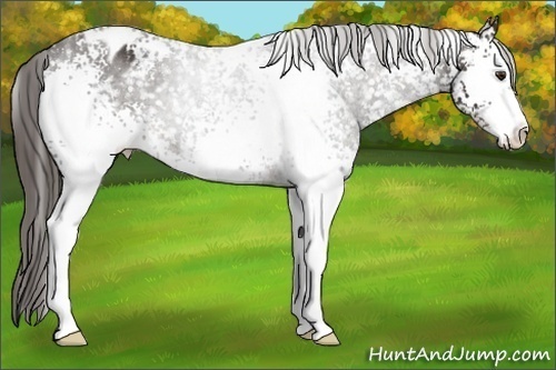 Horse Color:White Spotted Liver Chestnut Sabino Appaloosa 