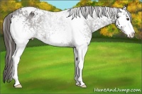 Horse Color:White Spotted Liver Chestnut Sabino Snowflake Varnish