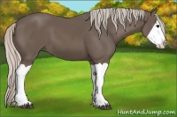 Horse Color:Silver Black Splash