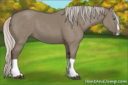 Horse Color:Silver Grullo Splash 