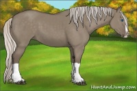 Horse Color:Silver Grullo Splash