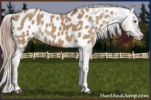 Horse Color:White Spotted Red Dun Blanket