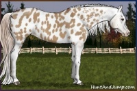 Horse Color:White Spotted Red Dun Appaloosa 