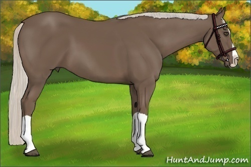 Horse Color:Silver Black Splash 