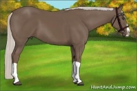 Horse Color:Silver Black Splash