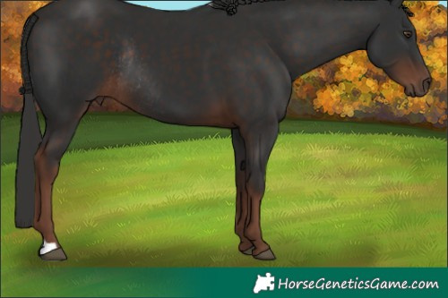 Horse Color:Liver Chestnut Rabicano 