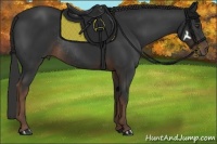 Horse Color:Liver Chestnut Rabicano 