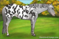 Horse Color:White Spotted Liver Chestnut Appaloosa Rabicano 