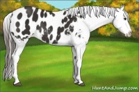 Horse Color:Liver Chestnut Tobiano Appaloosa Rabicano