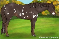 Horse Color:White Spotted Liver Chestnut 
