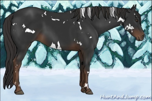 Horse Color:White Spotted Liver Chestnut Rabicano 