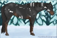 Horse Color:White Spotted Liver Chestnut Rabicano 