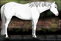 Horse Color:Liver Chestnut Appaloosa 